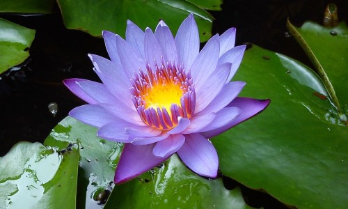 婴儿口腔怎么清洁-婴儿口腔清洁神器-婴儿口腔内壁发白怎么回事,中国婴儿口腔长泡症怎么办网站